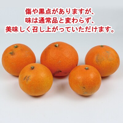 訳あり 愛果28号 5kg 玉津柑橘倶楽部 B015-072026