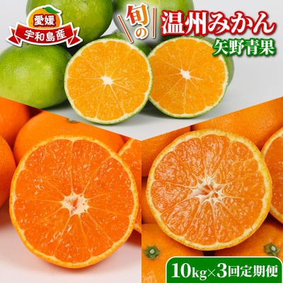 旬の温州みかん 10kg 3回定期便 矢野青果 B072-171028