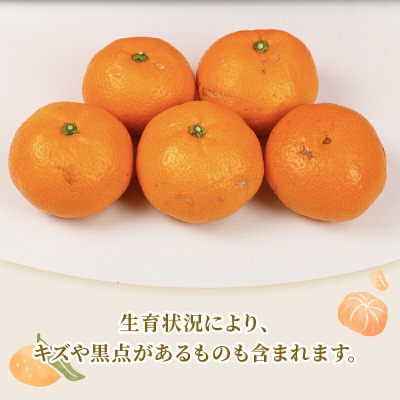 旬の温州みかん 10kg 3回定期便 矢野青果 B072-171028