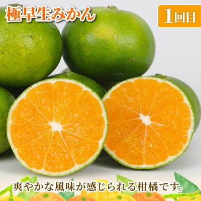 旬の温州みかん 10kg 3回定期便 矢野青果 B072-171028