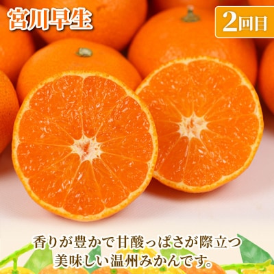 旬の温州みかん 10kg 3回定期便 矢野青果 B072-171028