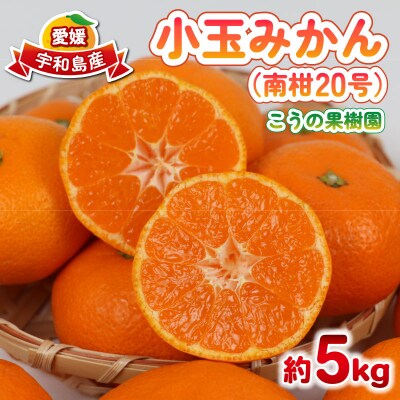 小玉みかん 南柑20号 みかん 5kg 2S~S サイズ こうの果樹園 B010-182003