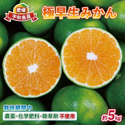 極早生みかん 5kg 先行予約 栽培期間中 農薬 不使用 なかい果樹園 B012-144001