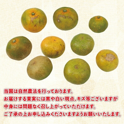 極早生みかん 5kg 先行予約 栽培期間中 農薬 不使用 なかい果樹園 B012-144001