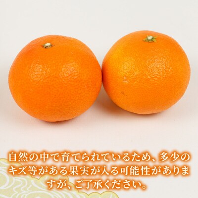 贈答用 愛果28号 ( 紅まどんな と同品種) 2 ~ 3kg 矢野青果 B012-171004