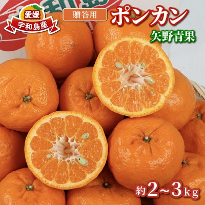 贈答用 ポンカン 2 ~ 3kg 矢野青果 みかん 先行予約 愛媛 宇和島 B012-171008