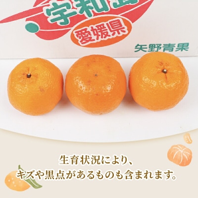 贈答用 ポンカン 2 ~ 3kg 矢野青果 みかん 先行予約 愛媛 宇和島 B012-171008