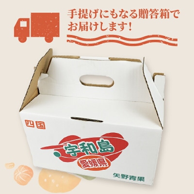 贈答用 ポンカン 2 ~ 3kg 矢野青果 みかん 先行予約 愛媛 宇和島 B012-171008