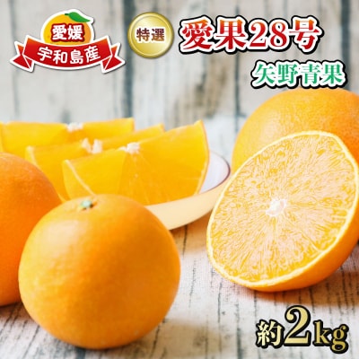 贈答用 愛果28号 ( 紅まどんな と同品種) 約 2kg 矢野青果 先行予約B015-171043
