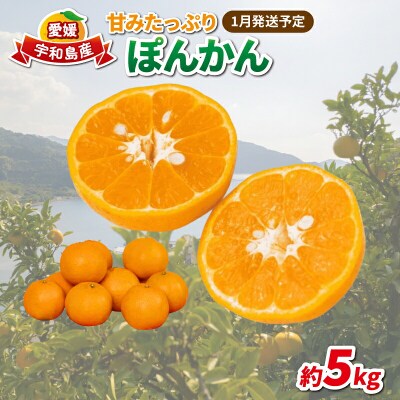 【1月発送予定】 愛媛 ポンカン 5kg 家庭用 みかん 協徳ガーデン B016-178002