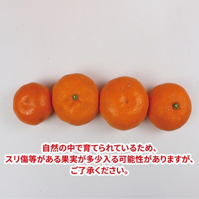 南柑20号 10kg 贈答用 優品 ニュービジネスユニット 先行予約 B018-058005
