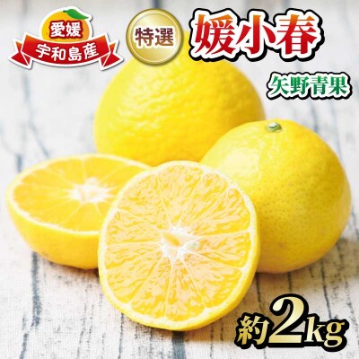 特選媛小春 2kg 矢野青果 B015-171040