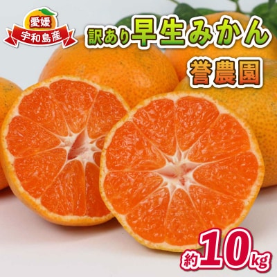 愛媛みかん 訳あり 早生みかん 10kg 誉農園 先行予約 B010-138010