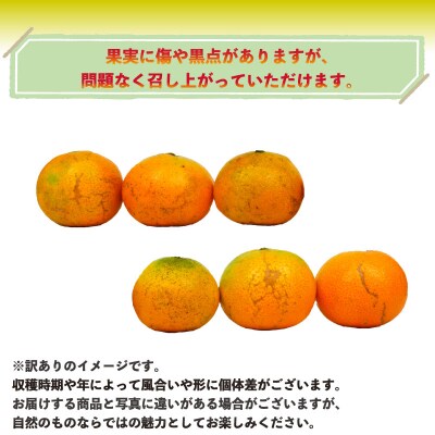 愛媛みかん 訳あり 早生みかん 10kg 誉農園 先行予約 B010-138010