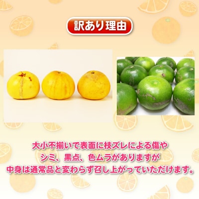 訳あり 旬の柑橘定期便 全5回 杉本屋 B050-143025