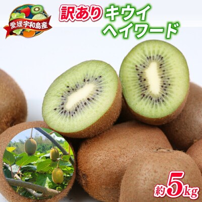 訳あり キウイ フルーツ 5kg 吉田農園 グリーンキウイ ヘイワード F012-160003