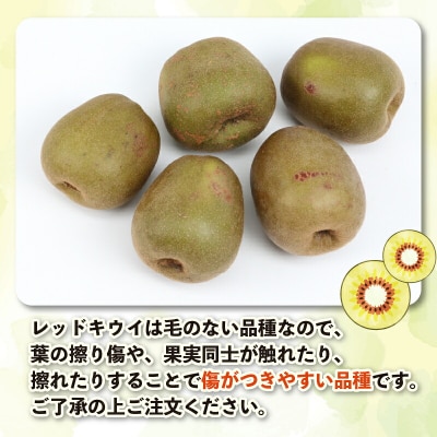 レッドキウイ紅妃 2kg Shirai.agrifarm F012-115001 