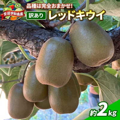 訳あり レッドキウイ 2kg マル南フルーツ F010-106029