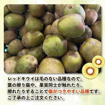 訳あり レッドキウイ 2kg マル南フルーツ F010-106029