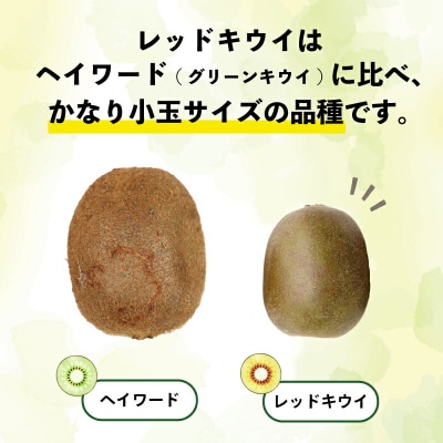 訳あり レッドキウイ 2kg マル南フルーツ F010-106029