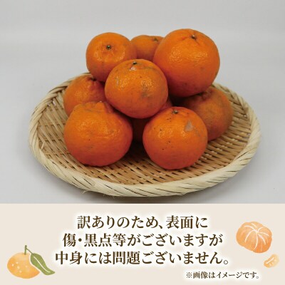 愛媛みかん 訳あり ポンカン 10kg マル南フルーツ 愛媛 宇和島 B010-106001