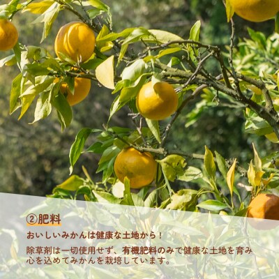 訳あり はれひめ 約6kg 協徳ガーデン 愛媛 宇和島 B010-178004