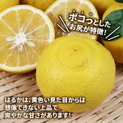 訳あり はるか 5kg マル南フルーツ B012-106003