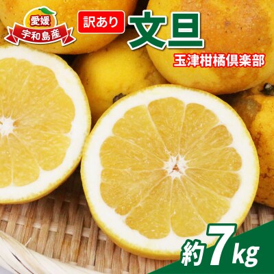 訳あり 文旦 7kg 玉津柑橘倶楽部 B010-072046