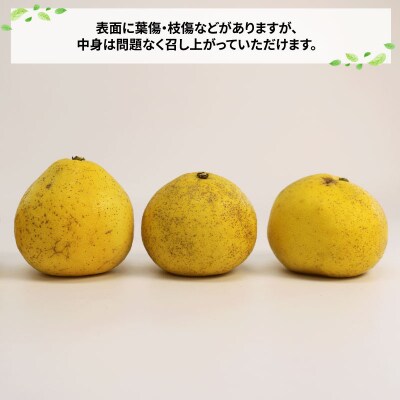 訳あり 文旦 7kg 玉津柑橘倶楽部 B010-072046