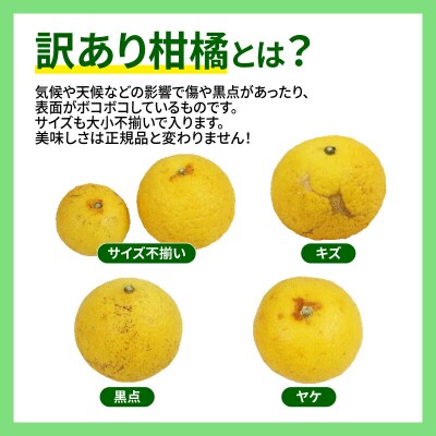 訳あり 黄金柑 3kg マル南フルーツ B010-106010