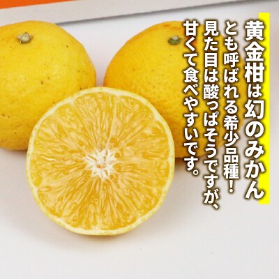 訳あり 黄金柑 3kg マル南フルーツ B010-106010