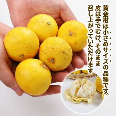 訳あり 黄金柑 3kg マル南フルーツ B010-106010