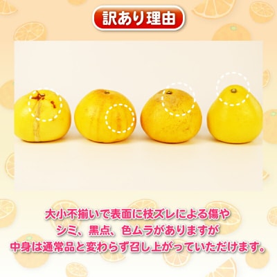 訳あり 土佐文旦 8kg 杉本屋 B010-143010