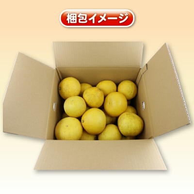 訳あり 土佐文旦 8kg 杉本屋 B010-143010