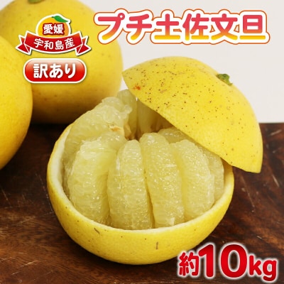 訳あり プチ土佐文旦 10kg 杉本屋 B010-143026