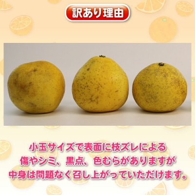 訳あり プチ土佐文旦 10kg 杉本屋 B010-143026