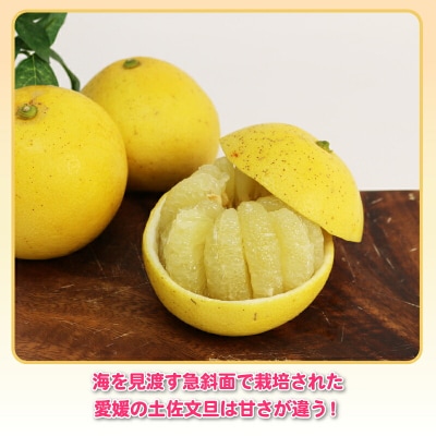 訳あり プチ土佐文旦 10kg 杉本屋 B010-143026