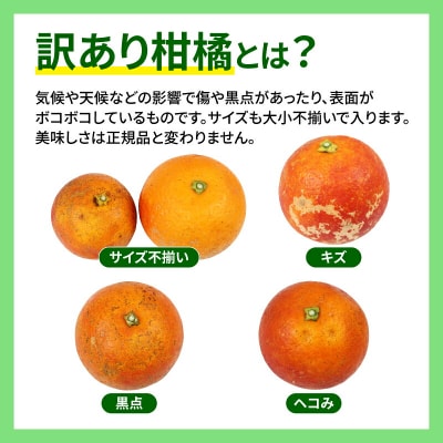 訳あり ブラッドオレンジ・モロ 5kg マル南フルーツ B012-106006