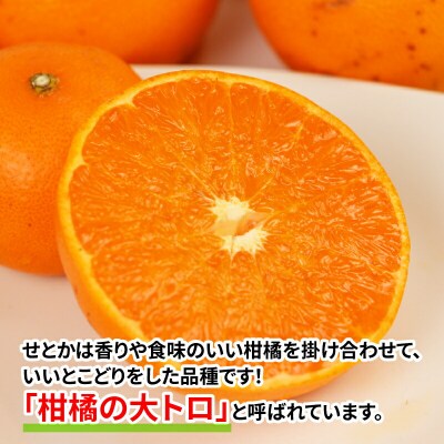 訳あり せとか 5kg マル南フルーツ B012-106023