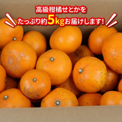 訳あり せとか 5kg マル南フルーツ B012-106023