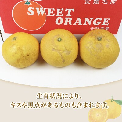 準贈答用 文旦 5kg 矢野青果 B012-171012
