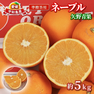準贈答用 ネーブル 5kg 矢野青果 B012-171019