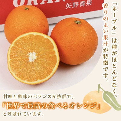 準贈答用 ネーブル 5kg 矢野青果 B012-171019
