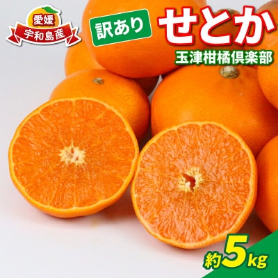 訳あり せとか 5kg 玉津柑橘倶楽部 B015-072028