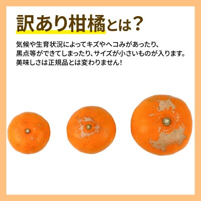 訳あり せとか 5kg 玉津柑橘倶楽部 B015-072028
