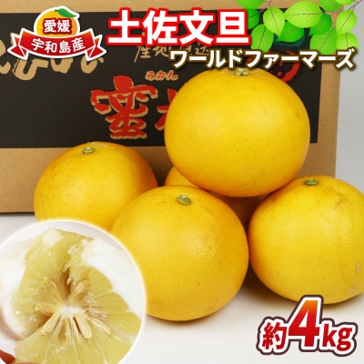土佐文旦 4kg ワールドファーマーズ B010-024008