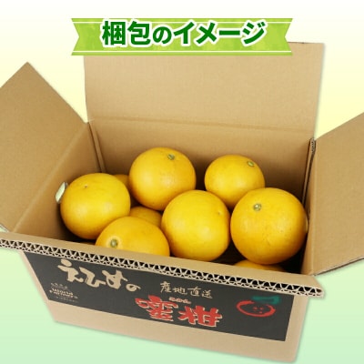 土佐文旦 4kg ワールドファーマーズ B010-024008
