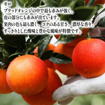 贈答用 ブラッドオレンジ 3kg YAMAUCHI FARM B010-084004