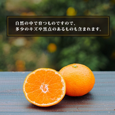 南柑20号 5kg コルレオファーム B010-145008