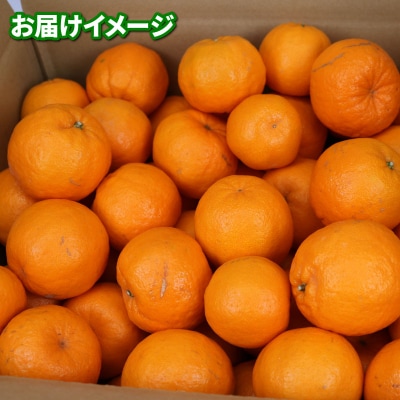 玉津みかん 贈答用 ポンカン 9kg ニュービジネスユニット B018-058006